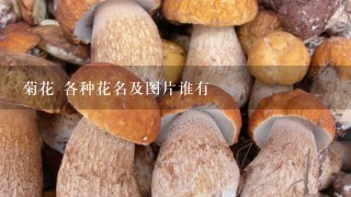 菊花 各种花名及图片谁有