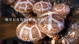 哪里有食用菌(蘑菇)养殖培训