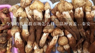 今年的花椒苗市场怎么样，品种黄盖，秦安1号，狮子头都有