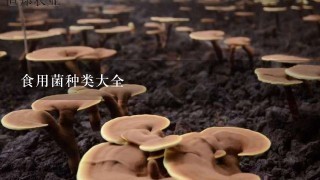 食用菌种类大全