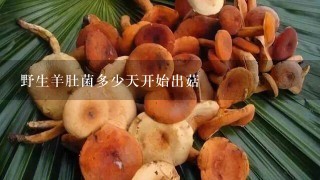 野生羊肚菌多少天开始出菇