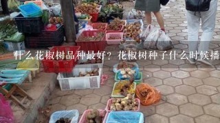 什么花椒树品种最好？花椒树种子什么时候播种