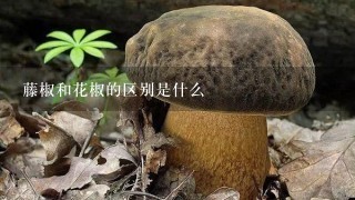 藤椒和花椒的区别是什么