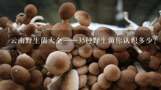 云南野生菌大全——35种野生菌你认识多少？