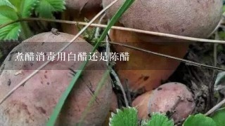 煮醋消毒用白醋还是陈醋