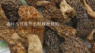 请问8月瓜什么时候种植的