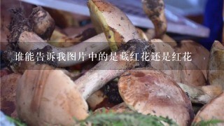 谁能告诉我图片中的是藏红花还是红花