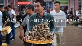 求视频:网上学习班野外林地食用菌栽培种植技术 >