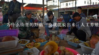 为什么山里的野菇1夜就能长出来，人工养殖菇要几个月呢？