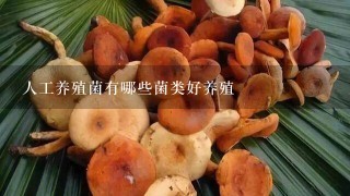 人工养殖菌有哪些菌类好养殖