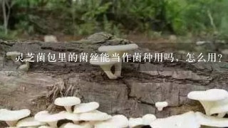 灵芝菌包里的菌丝能当作菌种用吗，怎么用？有问必答