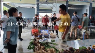 桂林桑黄种植那家公司是真实的