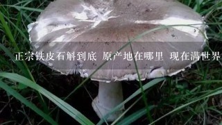 正宗铁皮石斛到底 原产地在哪里 现在满世界人工栽培 组培苗 世界都乱套了