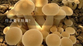 什么是羊肚菌?