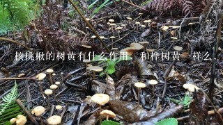 核桃楸的树黄有什么作用，和桦树黄1样么，怎么食用，疗效是什么？