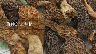 菌种怎么种植