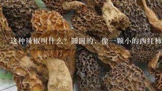 这种辣椒叫什么？圆圆的，像1颗小的西红柿