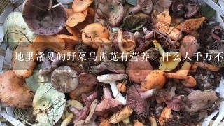 地里常见的野菜马齿苋有营养，什么人千万不能吃