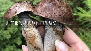 虫草花的功效与作用及禁忌