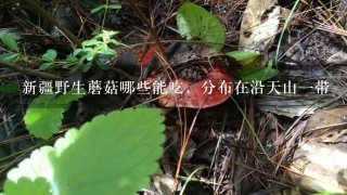 新疆野生蘑菇哪些能吃，分布在沿天山1带