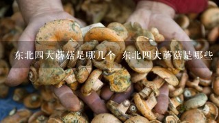 东北4大蘑菇是哪几个 东北4大蘑菇是哪些