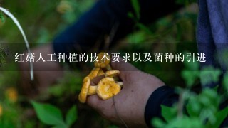 红菇人工种植的技术要求以及菌种的引进