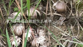 人工浮岛适合种植什么植物