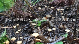 干茶树菇可以泡1夜吗(干的茶树菇需要提前1晚浸泡