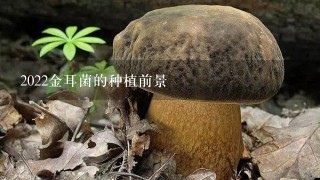 2022金耳菌的种植前景