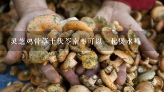 灵芝鸡骨草土伏苓南枣可以1起煲水吗