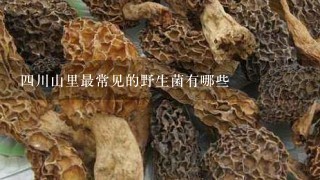 4川山里最常见的野生菌有哪些