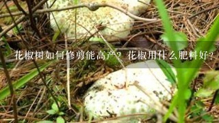 花椒树如何修剪能高产？花椒用什么肥料好？