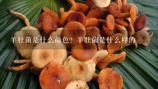 羊肚菌是什么颜色？羊肚菌是什么样的