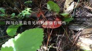 4川山里最常见的野生菌有哪些