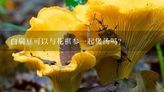 白扁豆可以与花祺参1起煲汤吗？