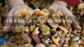 羊肚菌有什么好处 羊肚菌的营养价值