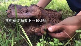 茶树菇能和萝卜1起炖吗