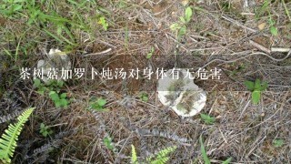 茶树菇加罗卜炖汤对身体有无危害