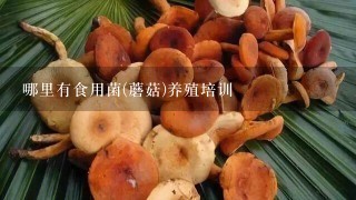 哪里有食用菌(蘑菇)养殖培训