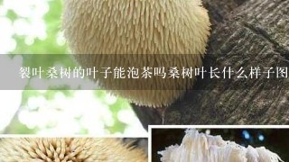 裂叶桑树的叶子能泡茶吗桑树叶长什么样子图片？