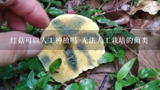 红菇可以人工种植吗 无法人工栽培的菌类