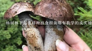 杨树林下怎么样种植食用菌哪有教学的或实地的,可以看看什么的