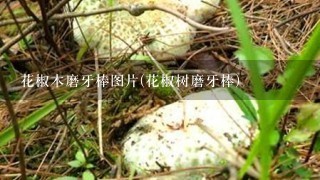 花椒木磨牙棒图片(花椒树磨牙棒)