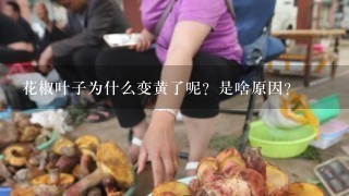 花椒叶子为什么变黄了呢？是啥原因？