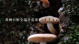 我种石斛全部开花要照片我就发。