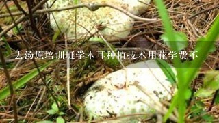 去汤原培训班学木耳种植技术用花学费不