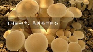 食用菌种类，菌种哪里购买