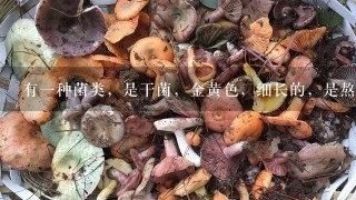 有1种菌类，是干菌，金黄色，细长的，是熬汤的，而