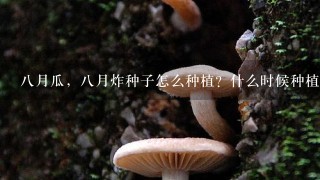 8月瓜，8月炸种子怎么种植？什么时候种植？不要复制的，谢谢