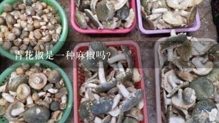 青花椒是1种麻椒吗?